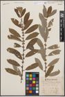 Foto von Salix cinerea L. x Salix nigricans Sm.